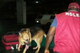 NDLEA Begins Raiding Of Clubs, Hotels For Drugs in Oyo State