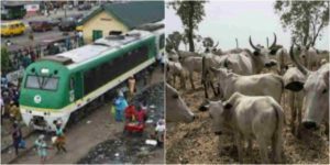 Train Crushes 52 Cows To Death In Kaduna