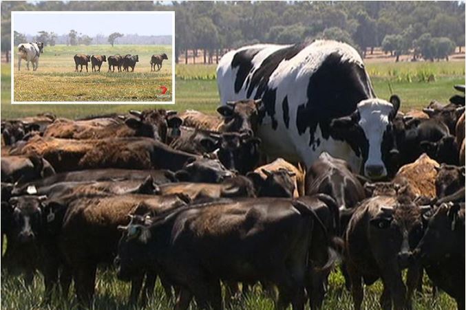 Photos: World Biggest Cow Escapes Slaughter Because Of This Reason...