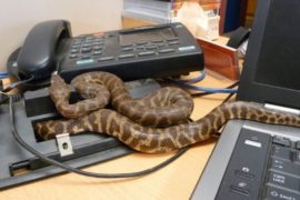 2 Black Snakes Chase President Out Of Office