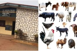 Edo Police To Do Sacrifice With List Of Animals For Detaining Chief Priest