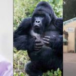 Governor Ganduje Reveals How Kano's Gorilla Will Vomit Swallowed N6.8M