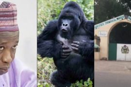 Governor Ganduje Reveals How Kano’s Gorilla Will Vomit Swallowed N6.8M