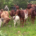 Government Declares The Issuance Of Birth Certificates To Cows