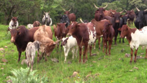 Government Declares The Issuance Of Birth Certificates To Cows