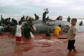 Whale Butchered In Okpoama, Bayelsa State (Video)