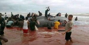 Whale Butchered In Okpoama, Bayelsa State (Video)