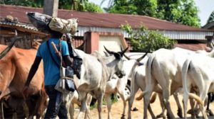 Ohanaeze Youths Gives Herdsmen Ultimatum To Stop Moving In Igboland