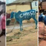 Nigerian Chelsea Fans Holds Rally With Cows Ahead Of UCL Final