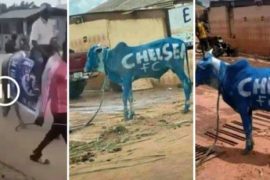 Nigerian Chelsea Fans Holds Rally With Cows Ahead Of UCL Final (Video)
