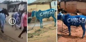 Nigerian Chelsea Fans Holds Rally With Cows Ahead Of UCL Final