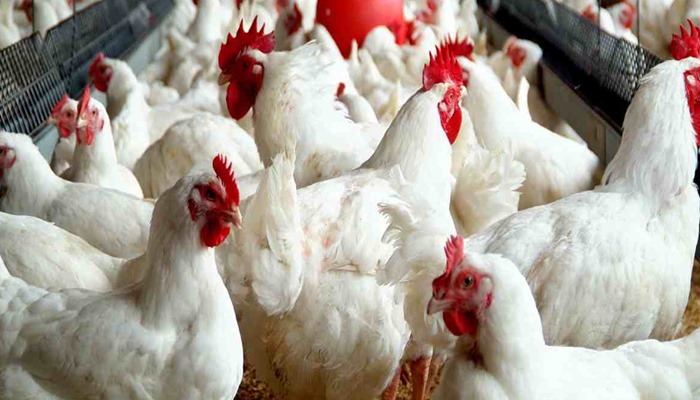 We’re Shutting Down Businesses – Nigerian Poultry Farmers