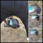 12 Yahoo Boys Arrested For Burying Newborn Baby Alive In Rivers