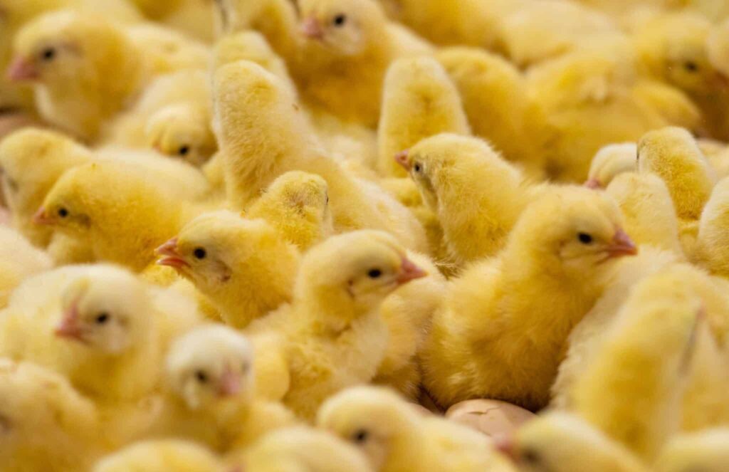 Oyo Govt Moves to Curb Rising Cost of Day-Old Chicks, Engages Poultry Stakeholders